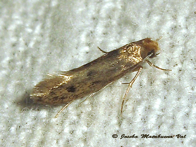 micro 1 - Niditinea fuscella Cfr  (Tineidae)